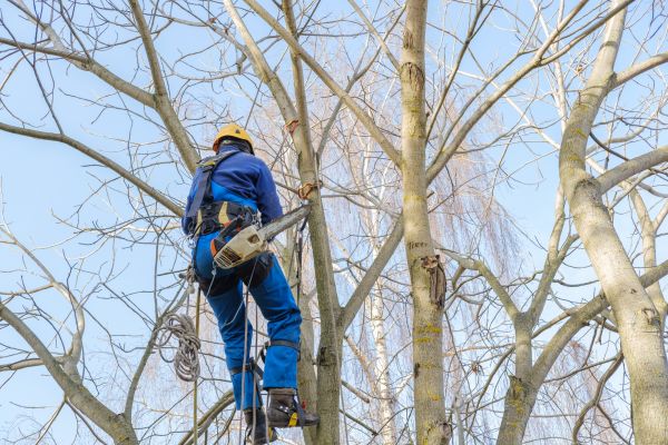Cost of Large Tree Trimming in Fargo