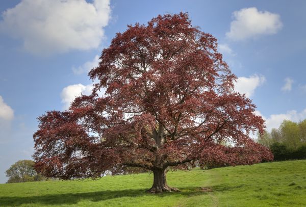 Cost of Beech Tree Pruning in Fargo