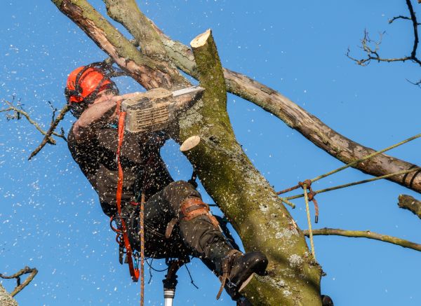 Tree Trimming Service in Fargo