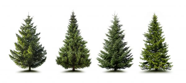 Cost of Pine Tree Trimming in Fargo